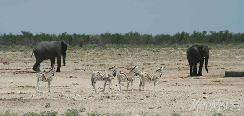 Mud Maps Africa Namibia 0591